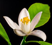 Orange Blossom Small Flower White