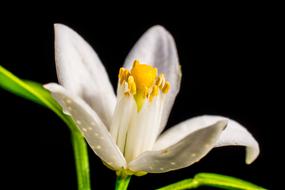Orange Blossom Small Flower White