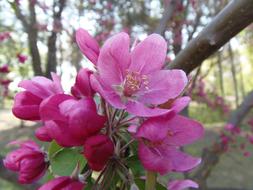 Spring Pink Louise Hill Designs