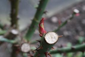 Spring Roses Bud