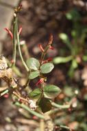 Spring Roses Bud