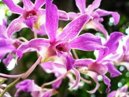 Orchid Flowers