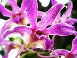 Orchid Flowers