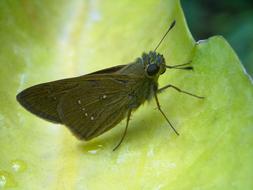 Butterfly Brown Leaf