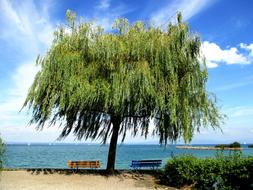 Green Tree and Benches