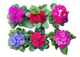 flowers easter color