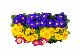 flower easter spring drawing