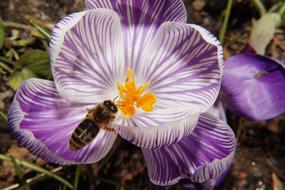 closeup photo of bee on incredibly beautiful Crocus Flower
