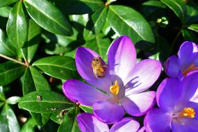 goodly Crocus Flower