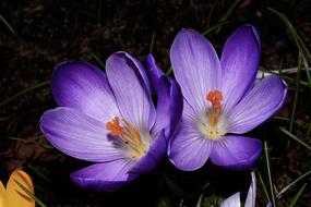 unusually beautiful blue Crocus Flower