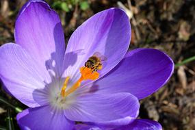 fabulous Crocus Flower and bee