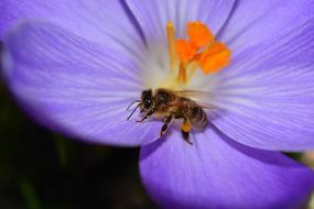 Crocus Flower and bee close-up on blurred background