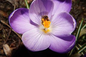 impressively beautiful Crocus Flower