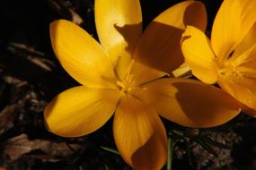 goodly Crocus yellow Flower