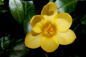 unusually beautiful yellow Crocus