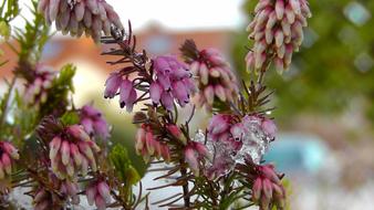 absolutely beautiful Heather Erika Blossom