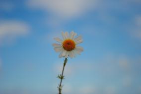 Daisy Sky
