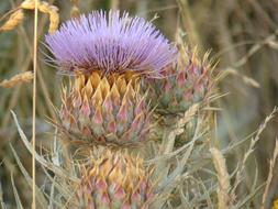 Thistle Field
