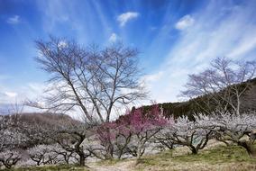 Plum Pink Spring trees