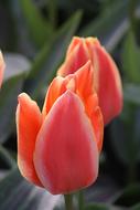Tulips Orange Spring