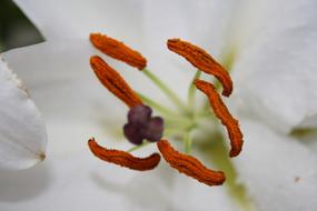 absolutely beautiful Pistil Pollen