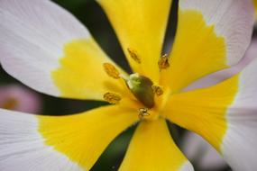 yellow center of open white tulip