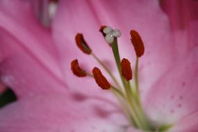 Pistil Pollen Macro