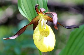 impressively beautiful Frauenschuh Flower