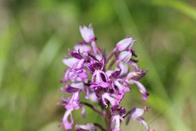 goodly Helmet Orchid Flowers