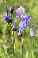 perfect Iris Flower