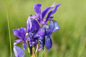 goodly Iris Lily Flower