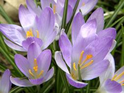 unusually beautiful Crocus Purple
