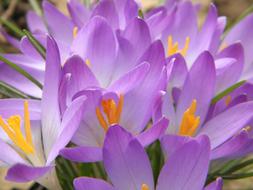 impressively beautiful Crocus Purple Flowers