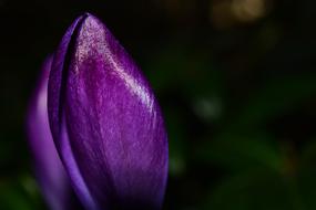 purple Crocus Flower Spring