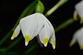 white Snowflake Flower