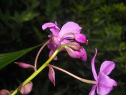 Flowers Orchid