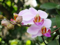 Orchid Flowers in garden nature