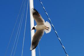 Seagull Sky