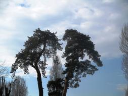 Pine Canopy Sky