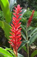 absolutely beautiful Flower Jungle red