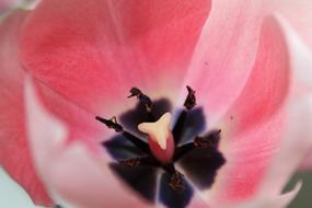 perfect Pistil Pink