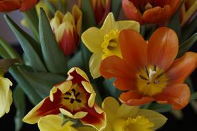 orange and yellow tulips in a bouquet