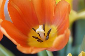 unusually beautiful Tulip Close Up