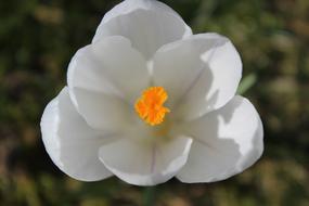 perfect Crocus Spring