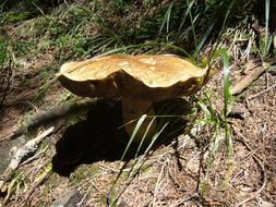 King Bolete Fungus Porcini