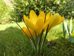 fabulous Crocus Flower Spring yellow