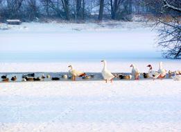 Geese Ducks Winter