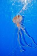 Jellyfish Aquarium Marine
