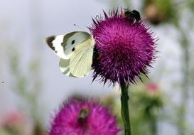 white moth and fluffy bees on a blooming thistle