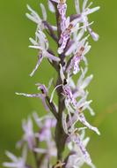 unusually beautiful Orchid Wild Flower